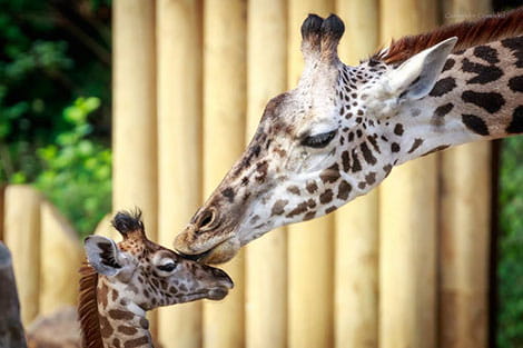 Zoo Day | Heart Institute